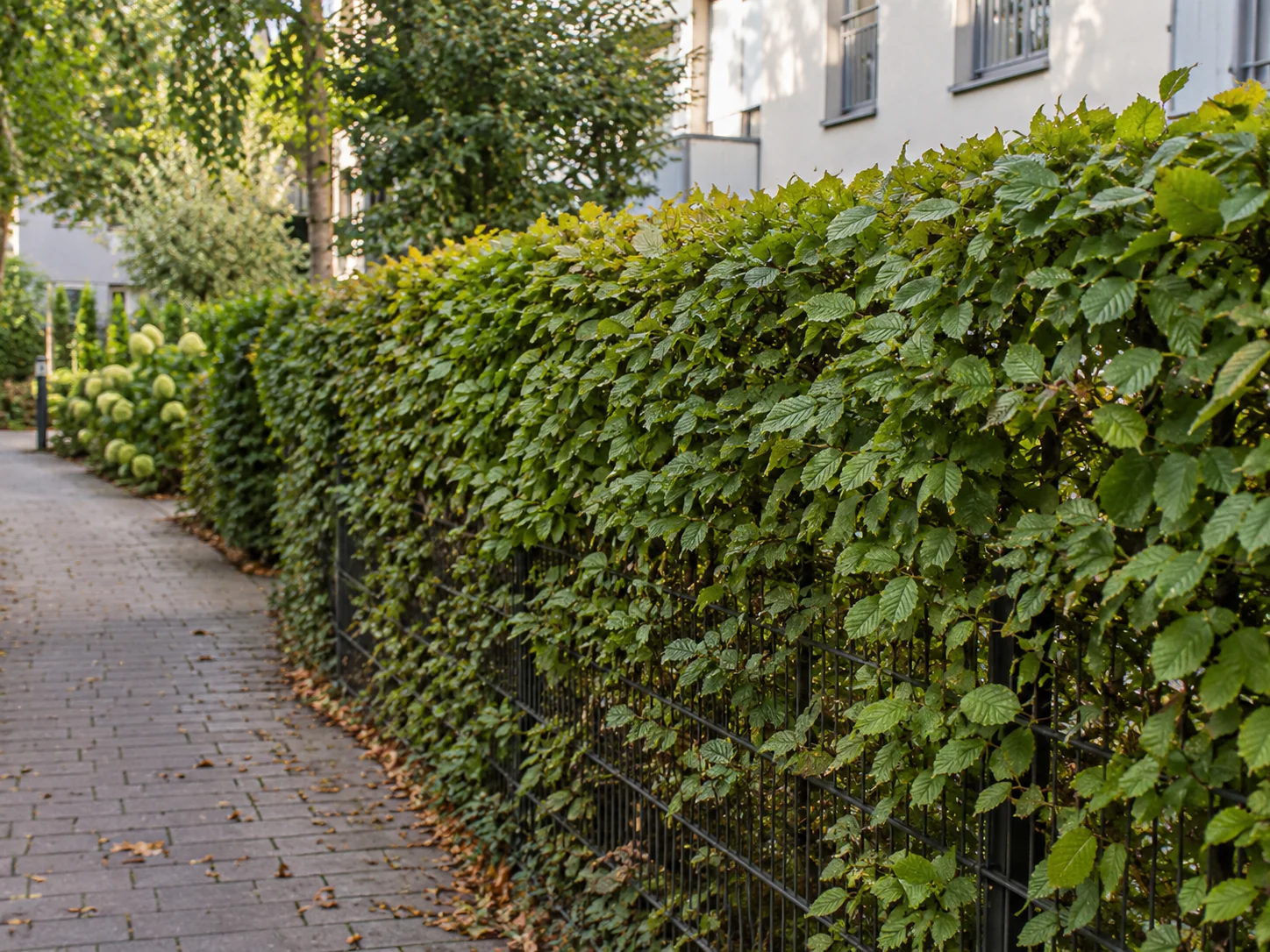 Fiktive Hecke entlang eines gepflasterten Gehwegs – KI-Illustration